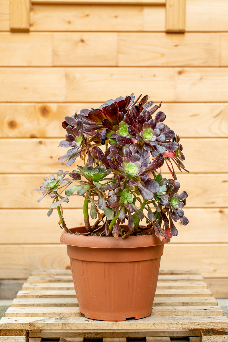 Aeonium Arboreum Velour