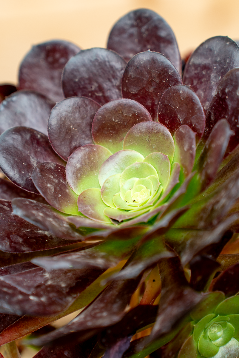 Aeonium Arboreum Velour