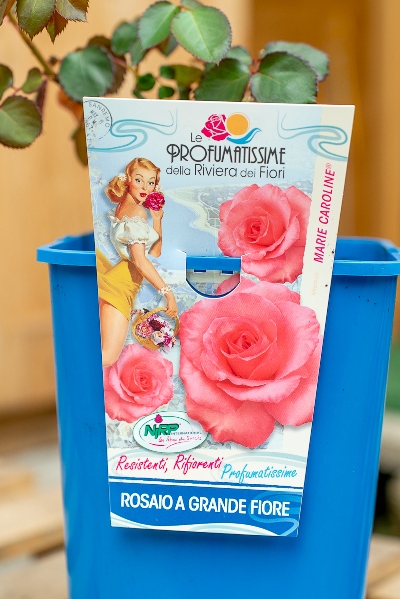 Rosa Marie Caroline