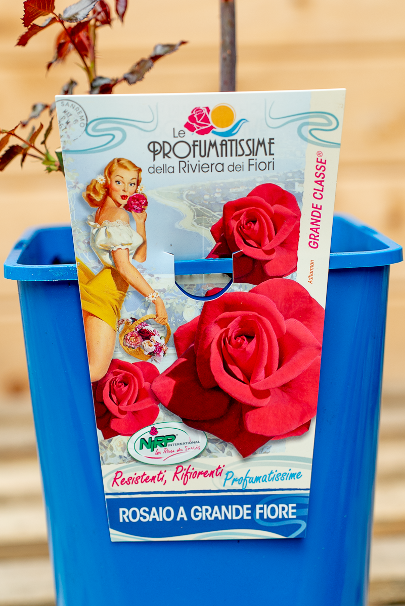 Rosa Grande Classe