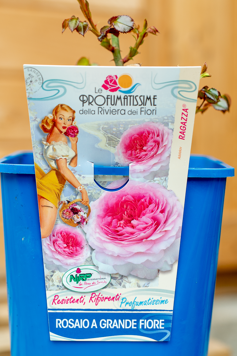 Rosa Ragazza