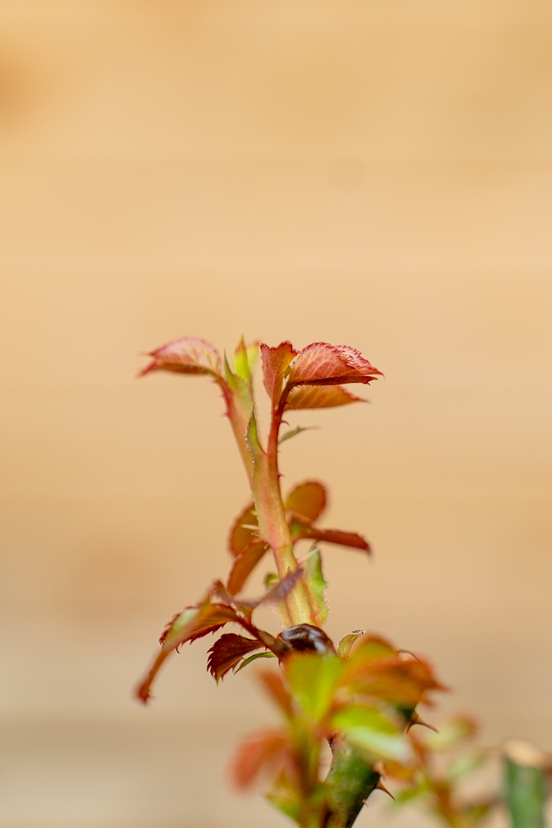 Rosa Ragazza