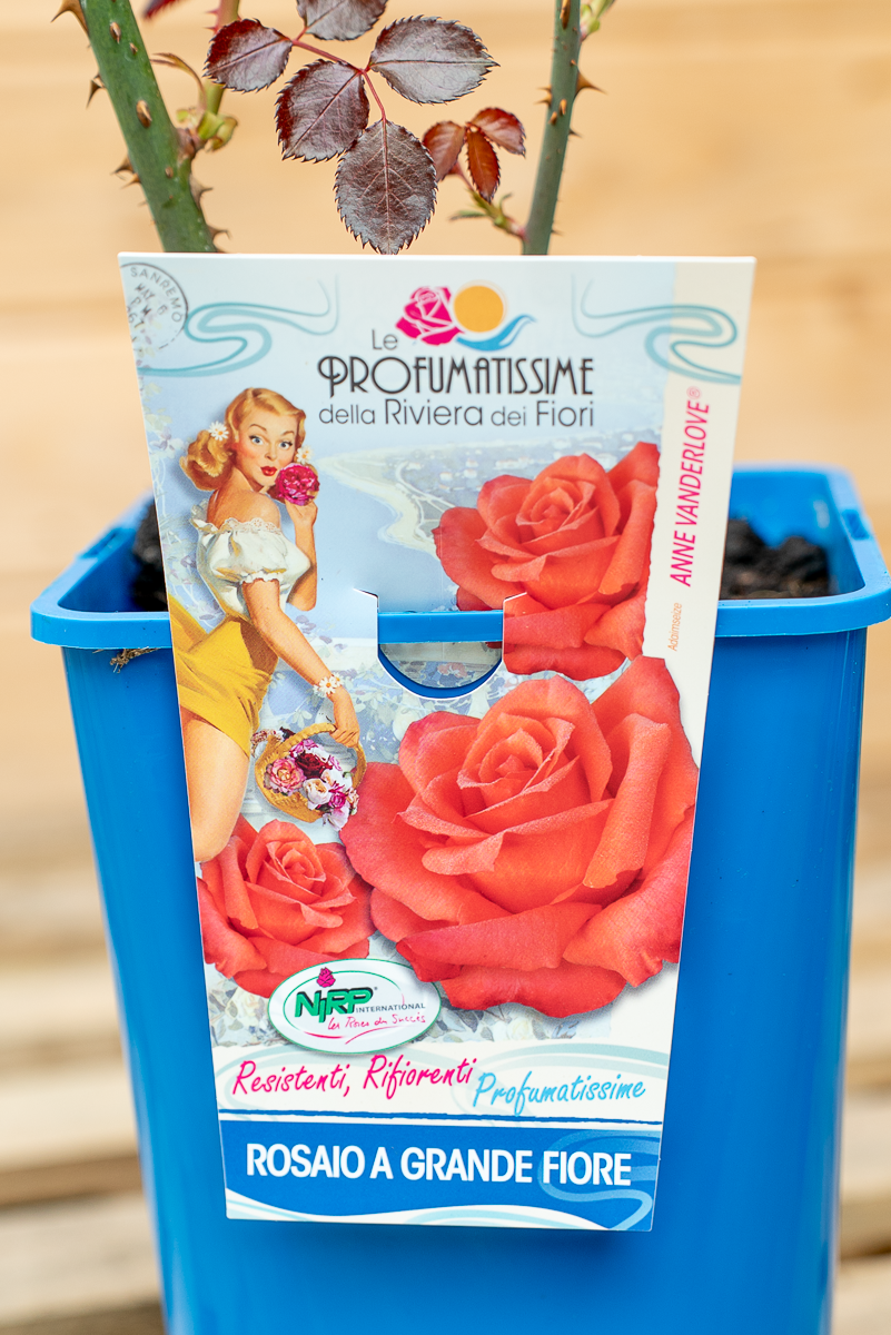 Rosa Anne Vanderlove