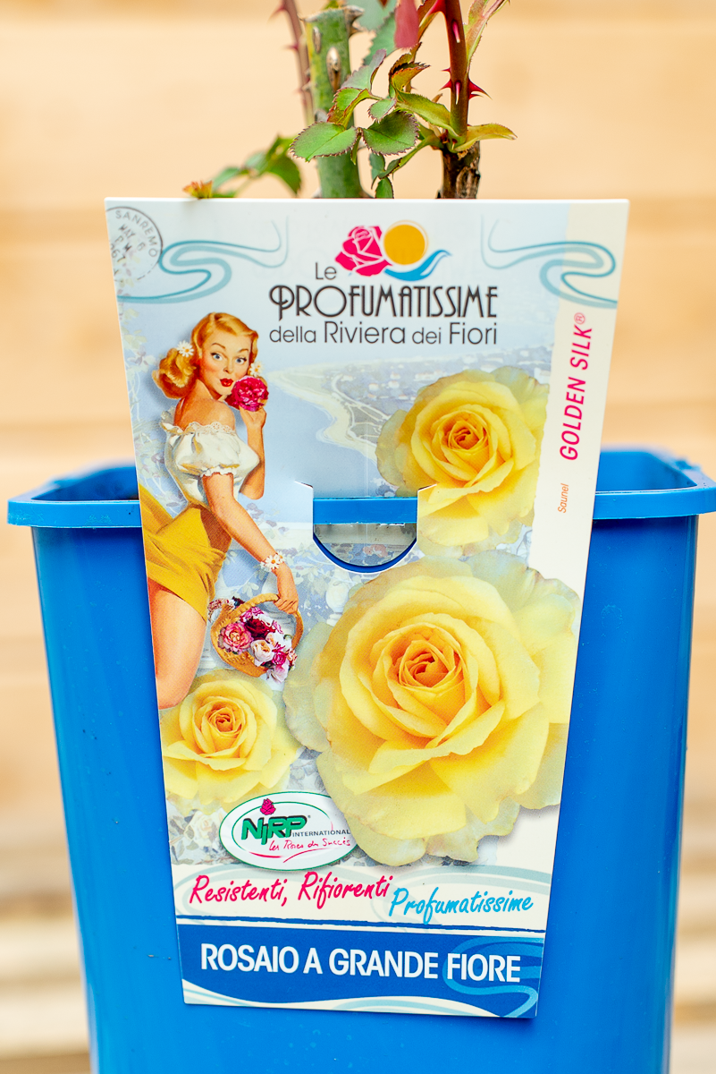 Rosa Golden Silk