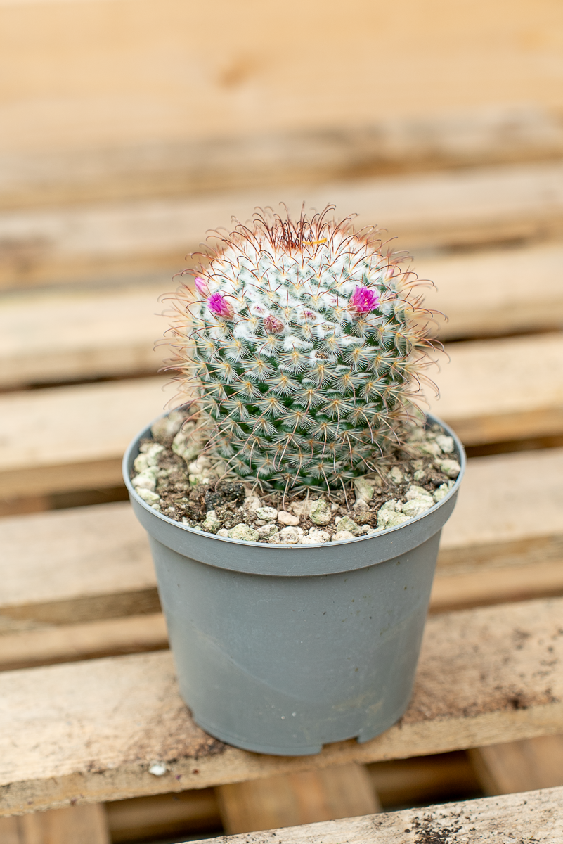 Piante Grasse Vaso 14 cm