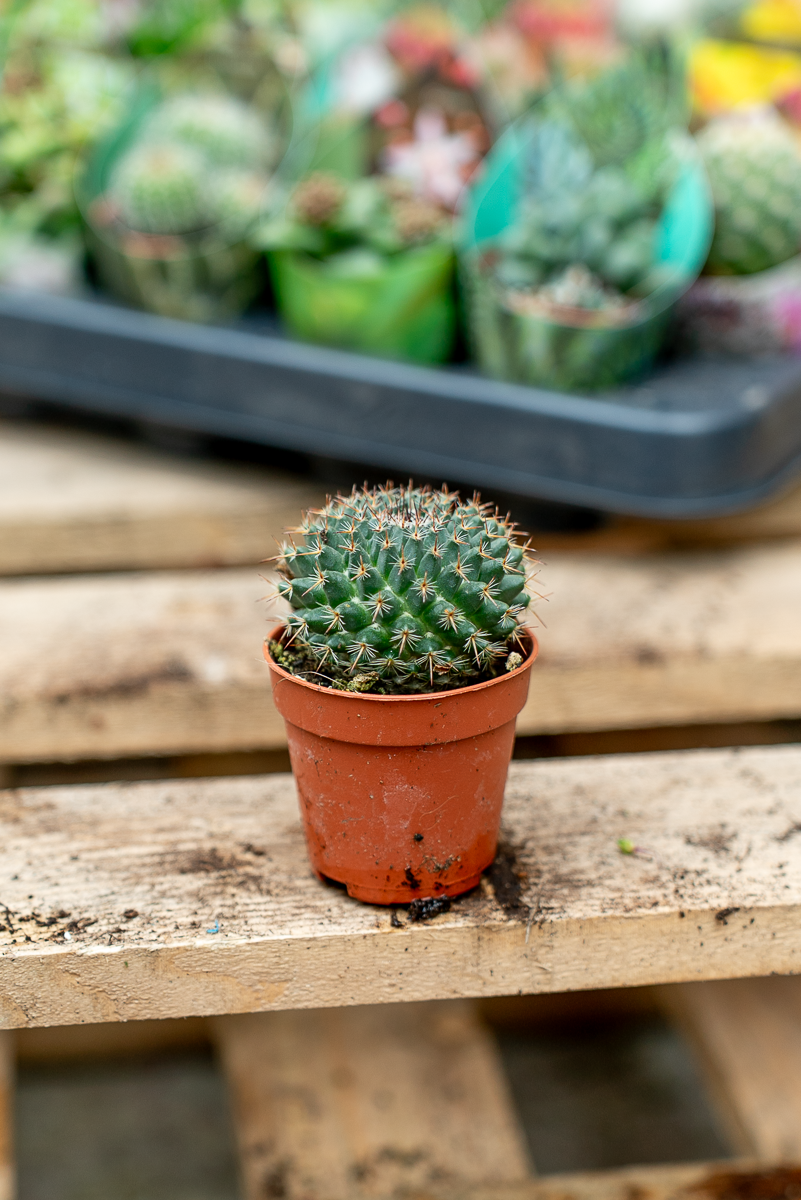 Piante Grasse Vaso 5,5 cm