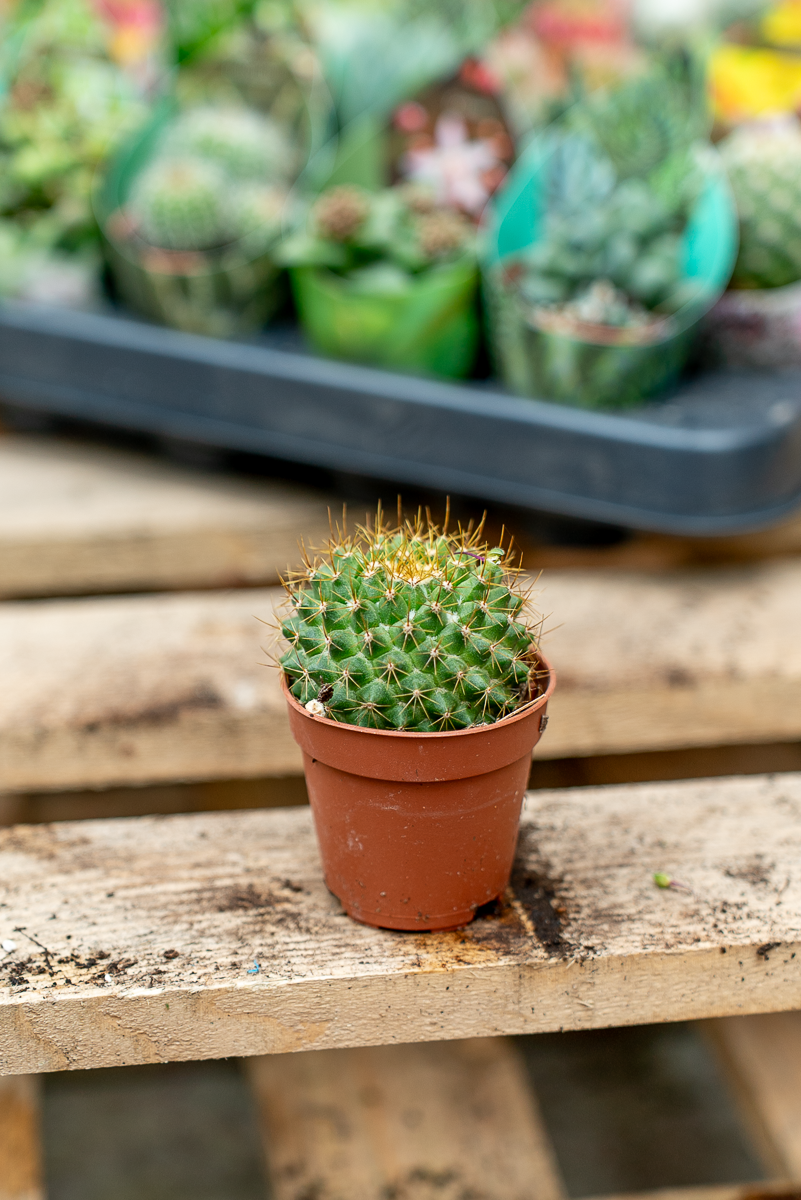 Piante Grasse Vaso 5,5 cm