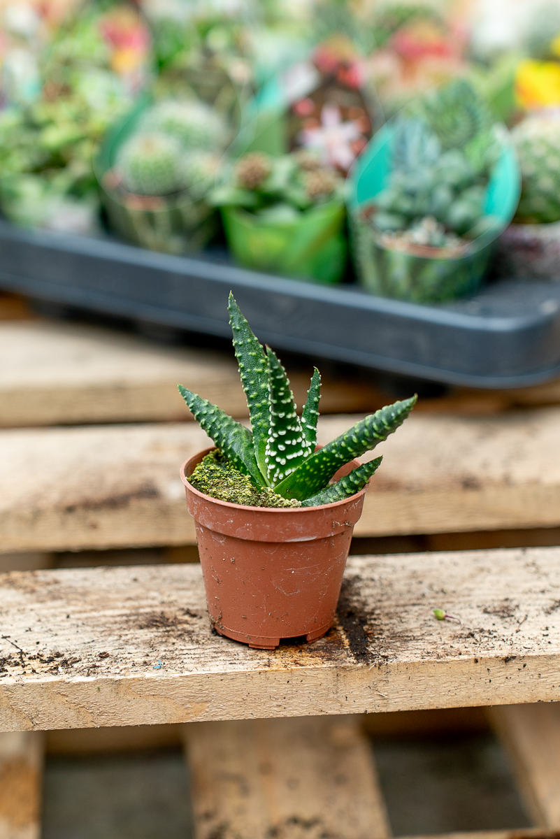 Piante Grasse Vaso 5,5 cm