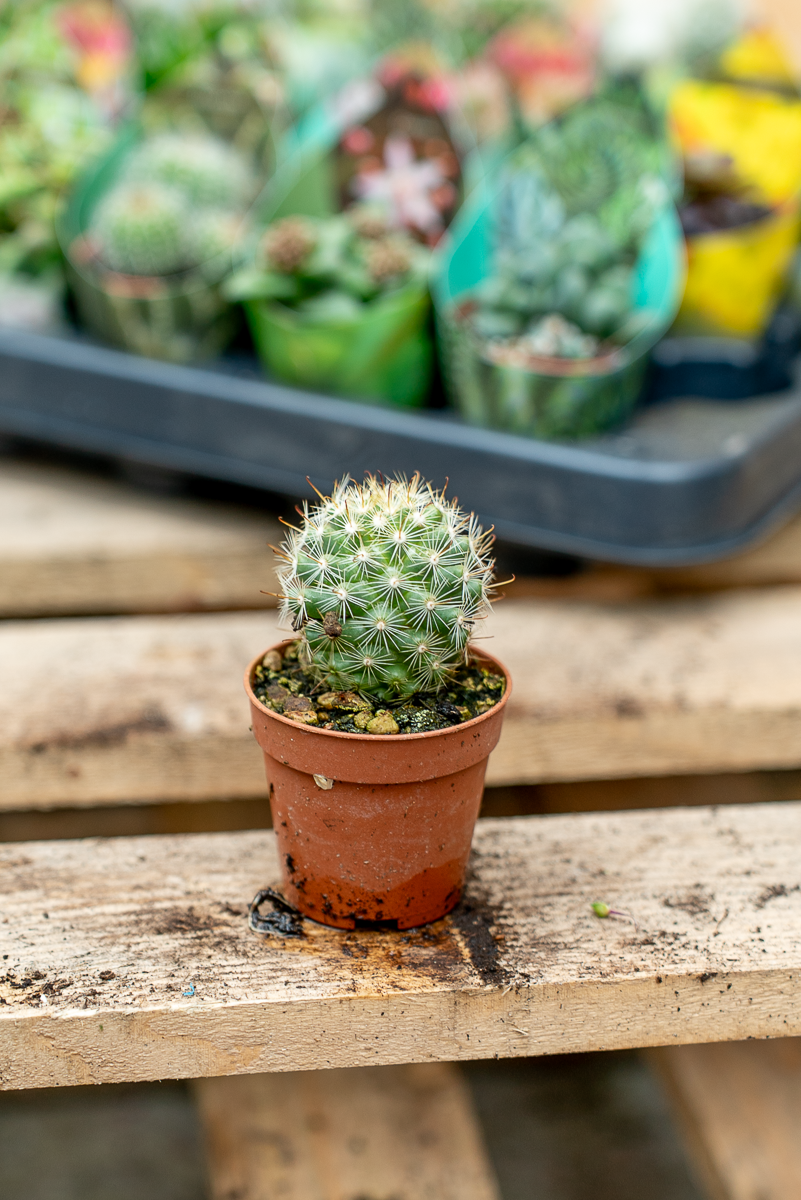 Piante Grasse Vaso 5,5 cm