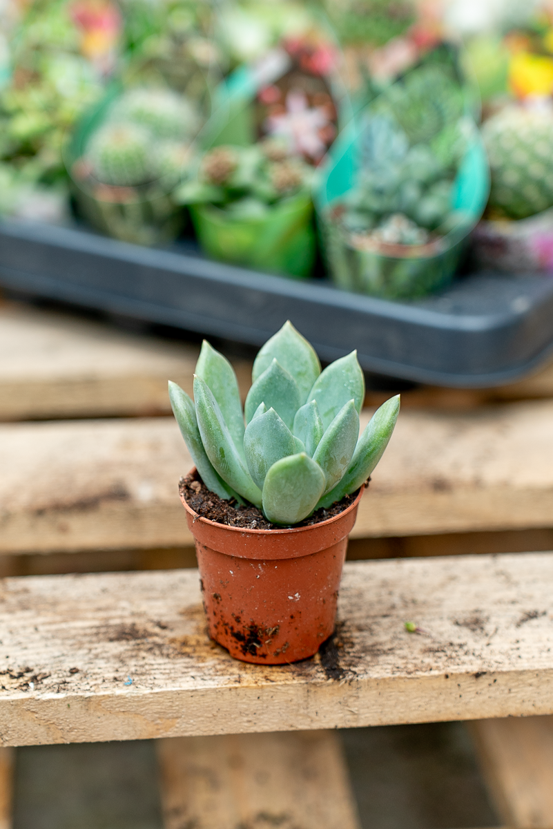 Piante Grasse Vaso 5,5 cm