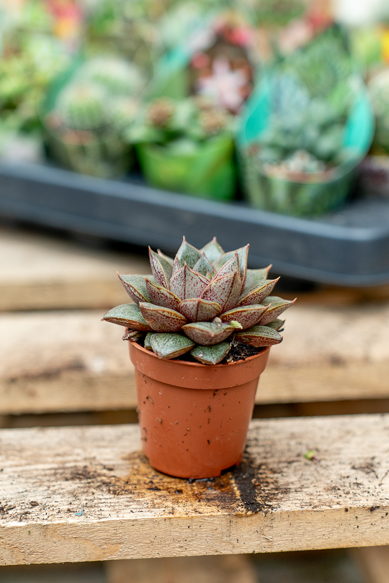 Piante Grasse Vaso 5,5 cm