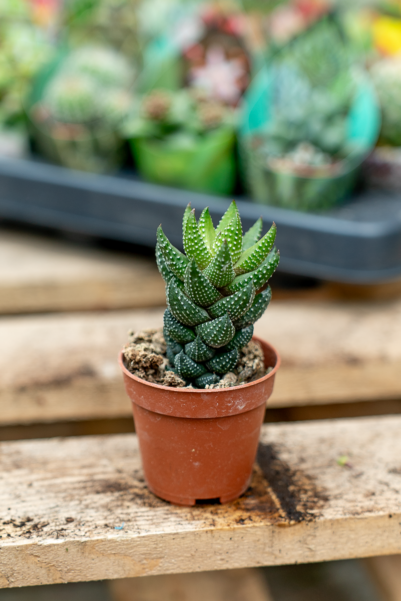Piante Grasse Vaso 5,5 cm