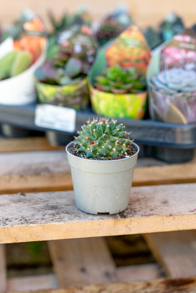 Piante Grasse Vaso 6,5 cm