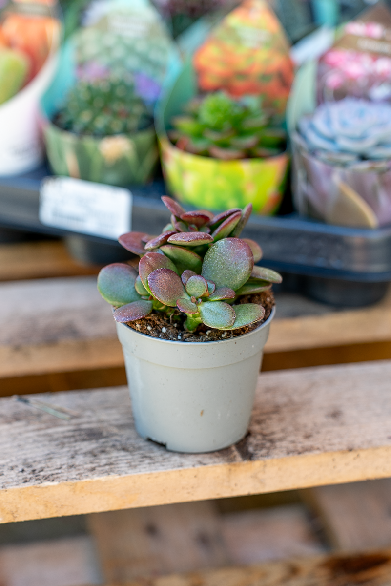 Piante Grasse Vaso 6,5 cm
