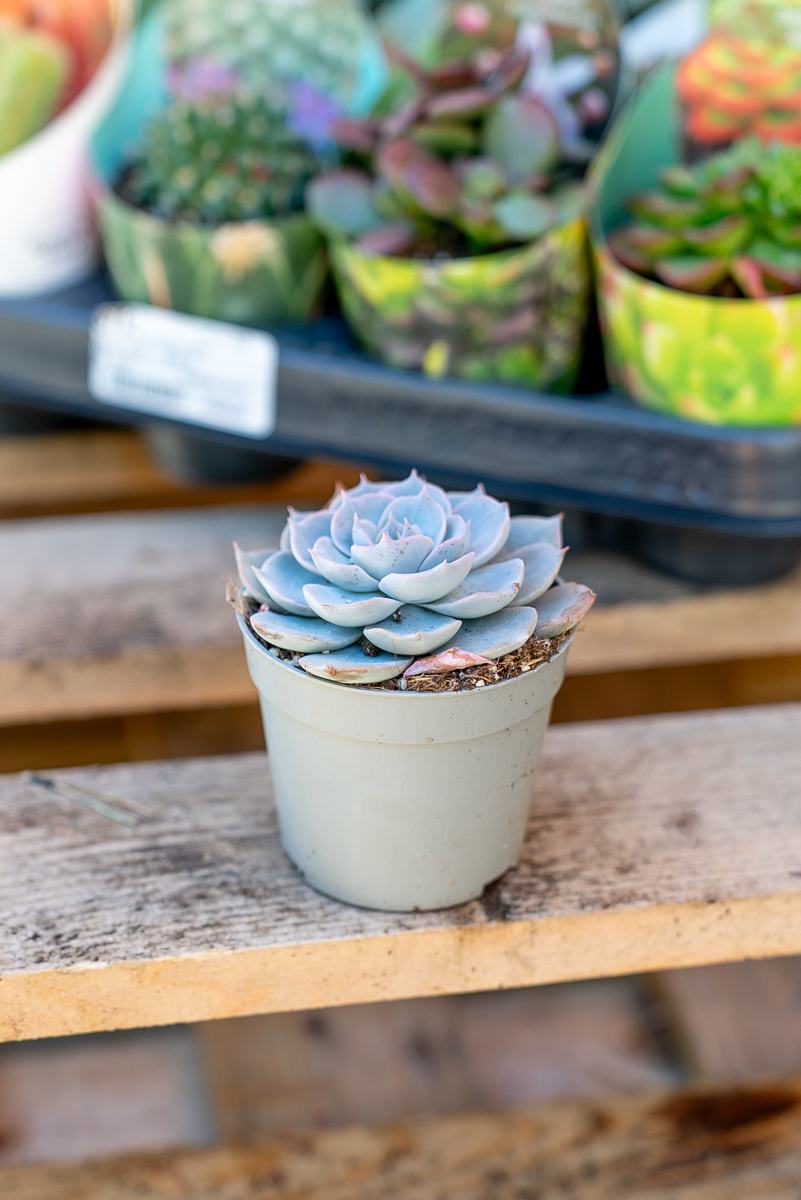 Piante Grasse Vaso 6,5 cm