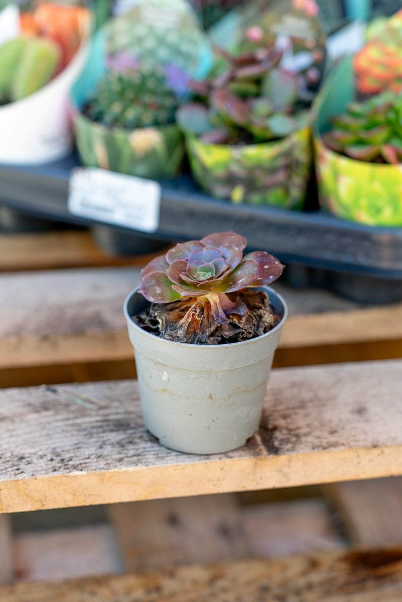 Piante Grasse Vaso 6,5 cm