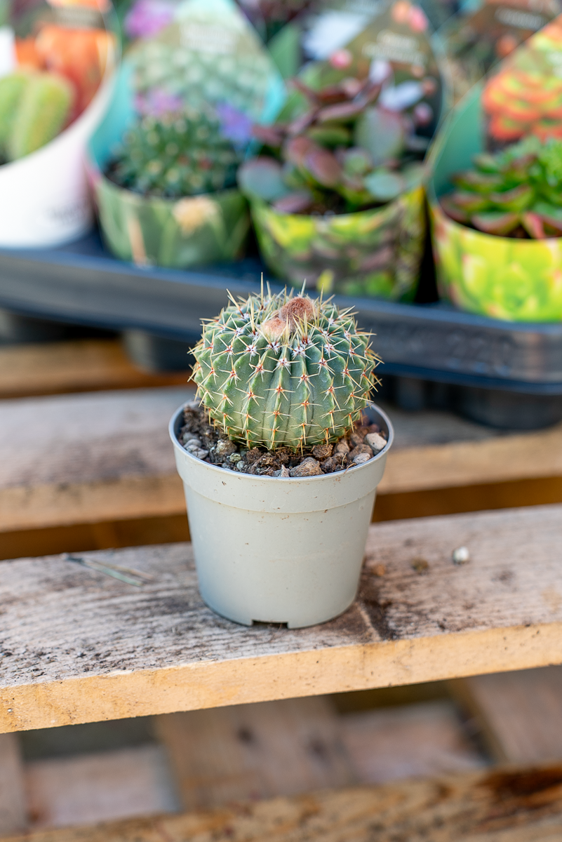Piante Grasse Vaso 6,5 cm
