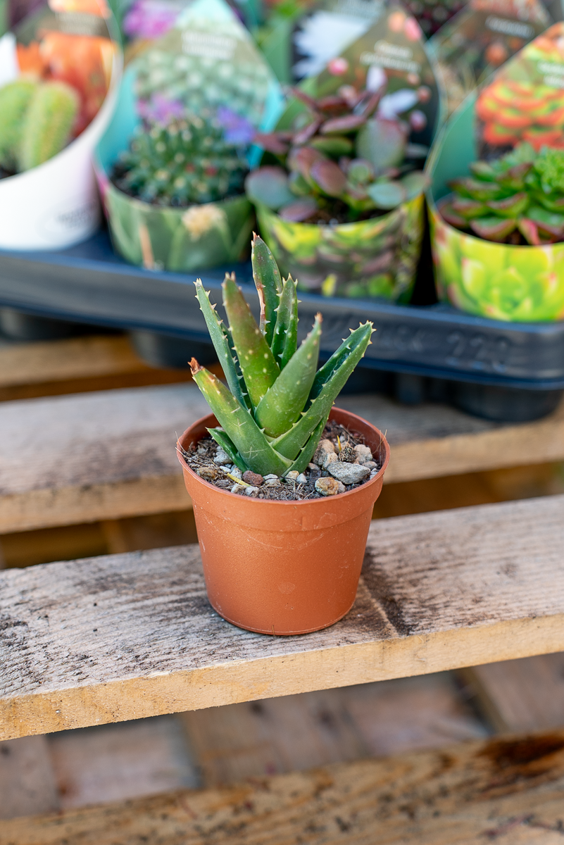 Piante Grasse Vaso 6,5 cm