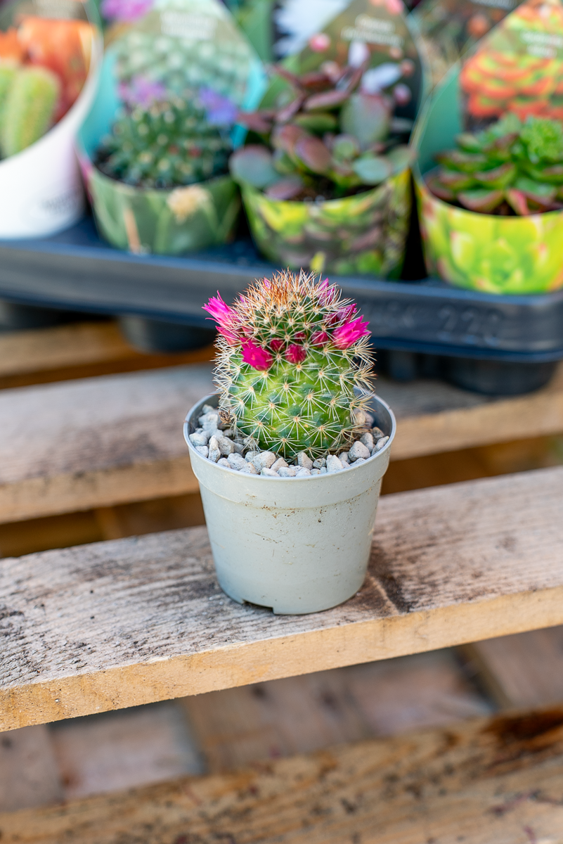 Piante Grasse Vaso 6,5 cm