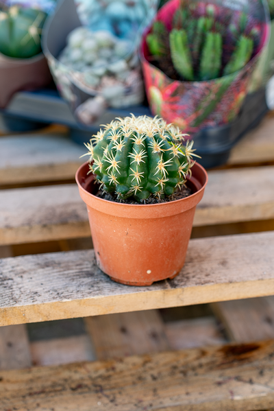 Piante Grasse Vaso 10 cm