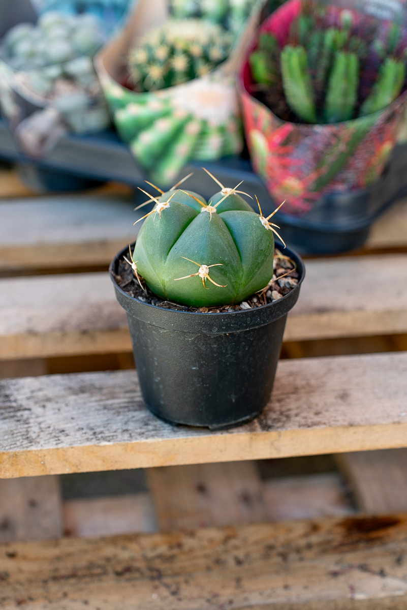 Piante Grasse Vaso 10 cm