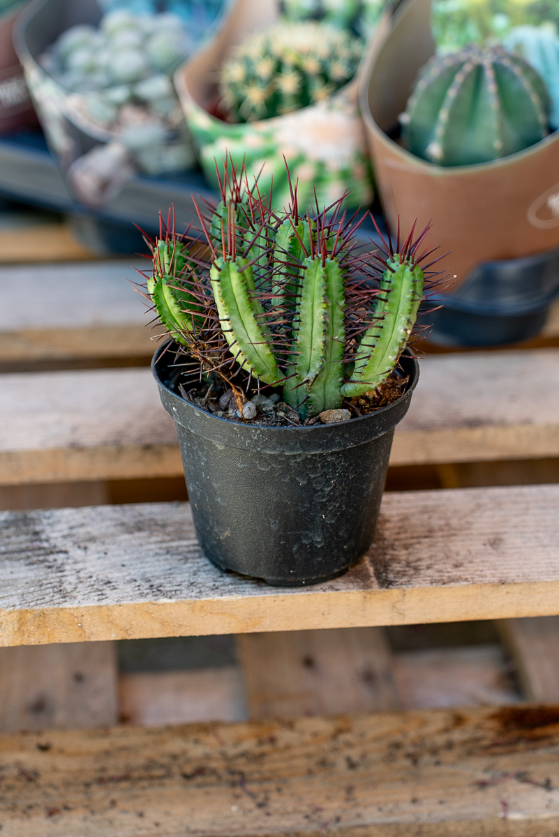 Piante Grasse Vaso 10 cm
