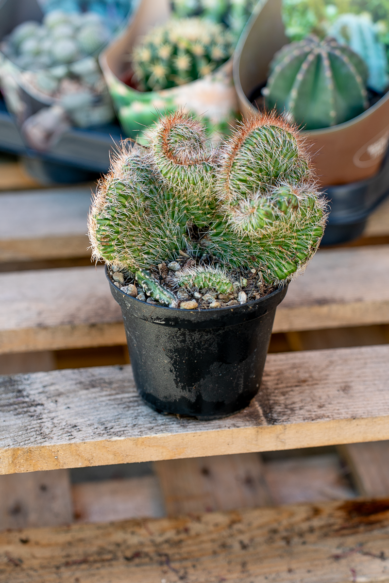 Piante Grasse Vaso 10 cm
