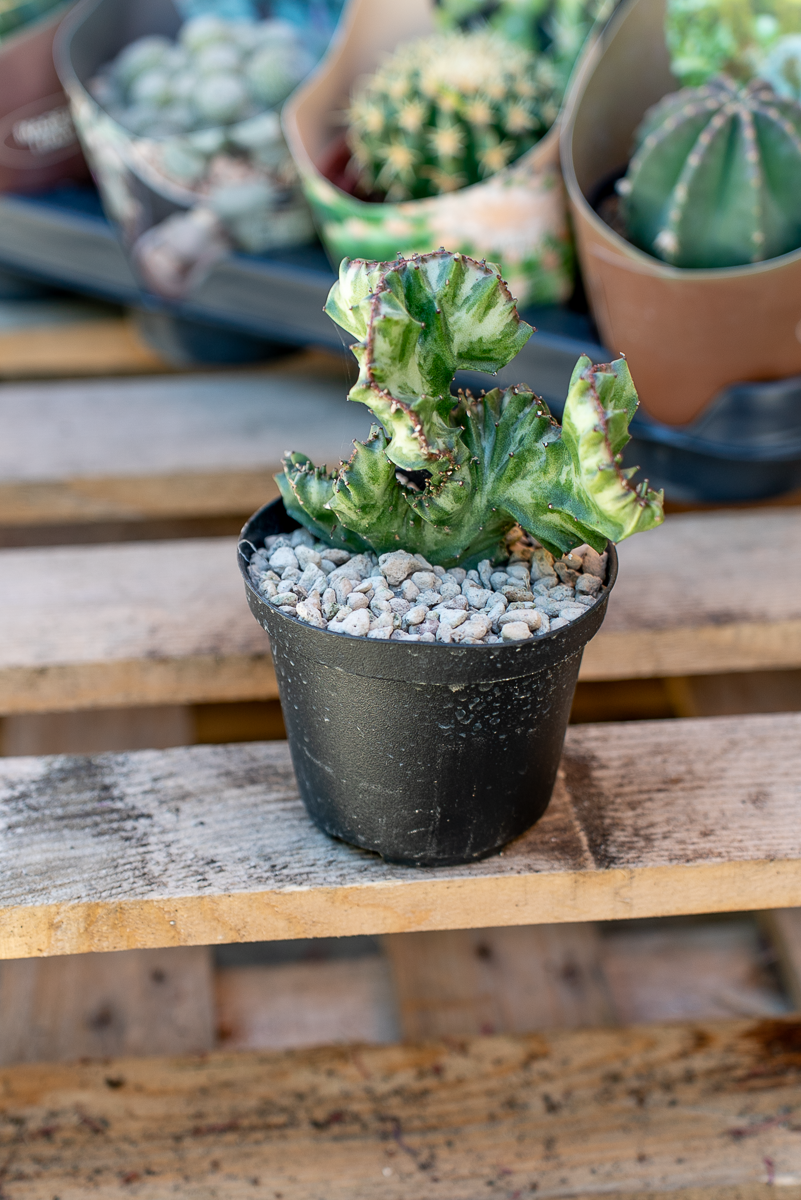 Piante Grasse Vaso 10 cm