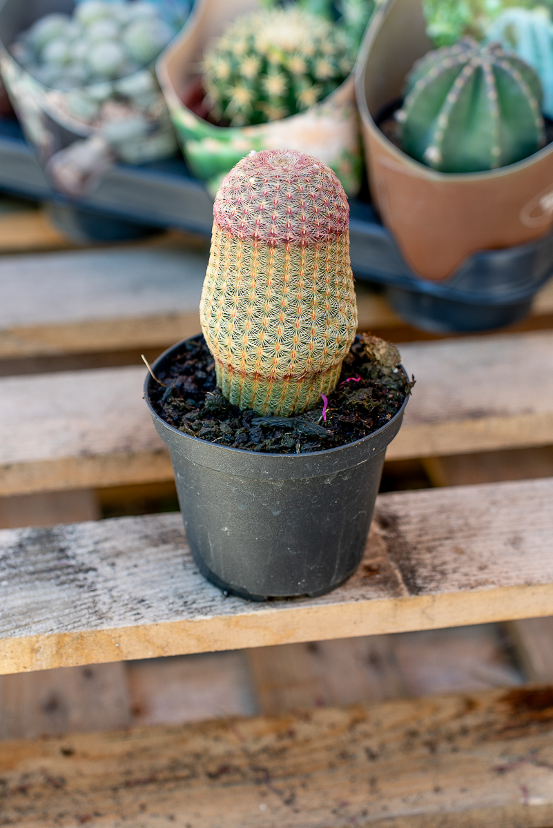 Piante Grasse Vaso 10 cm