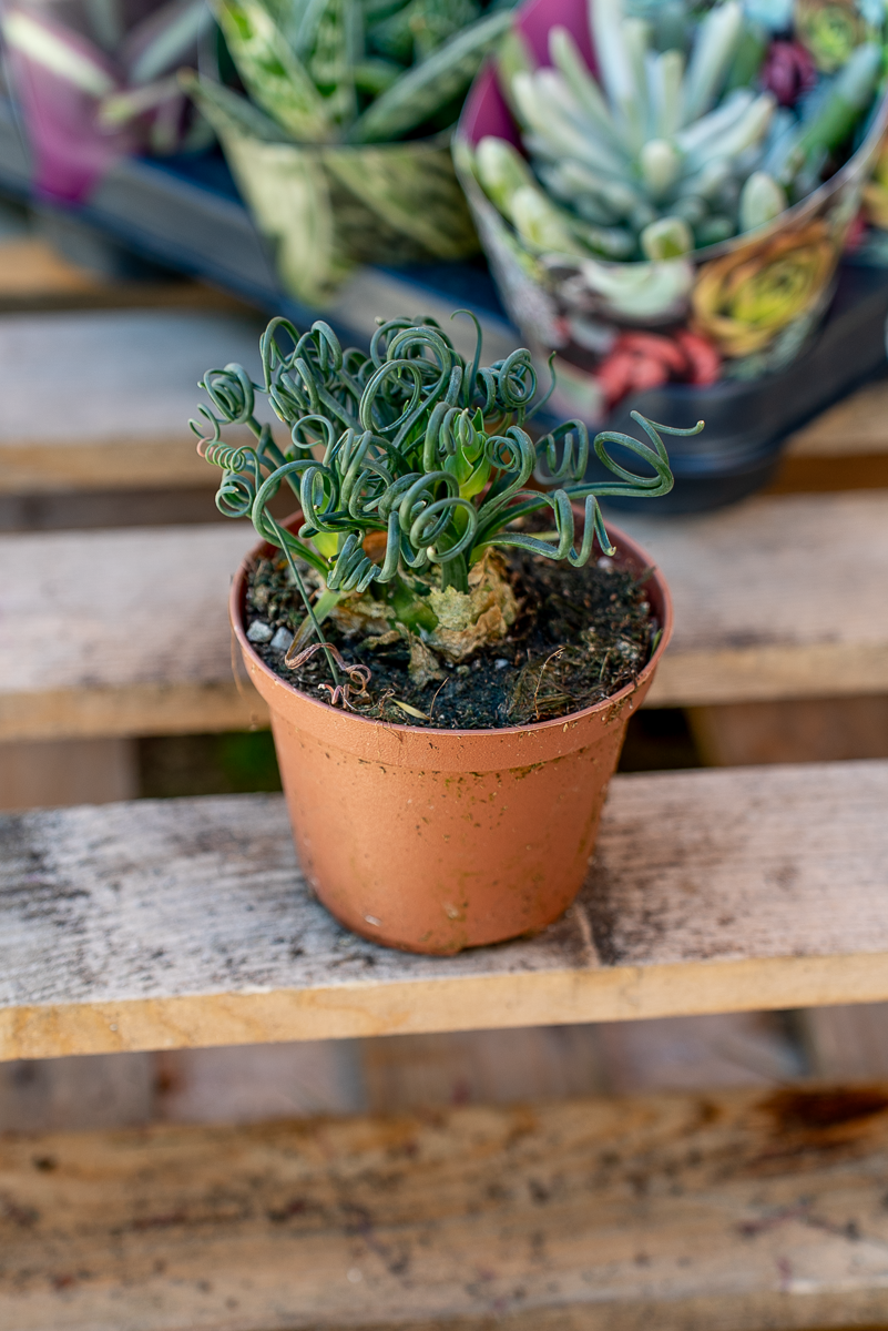 Piante Grasse Vaso 10 cm