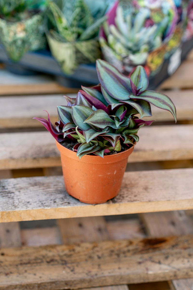 Piante Grasse Vaso 10 cm