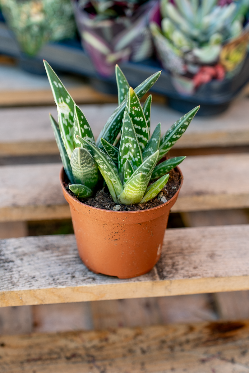 Piante Grasse Vaso 10 cm