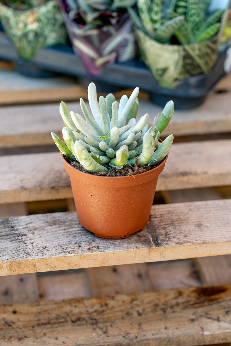 Piante Grasse Vaso 10 cm
