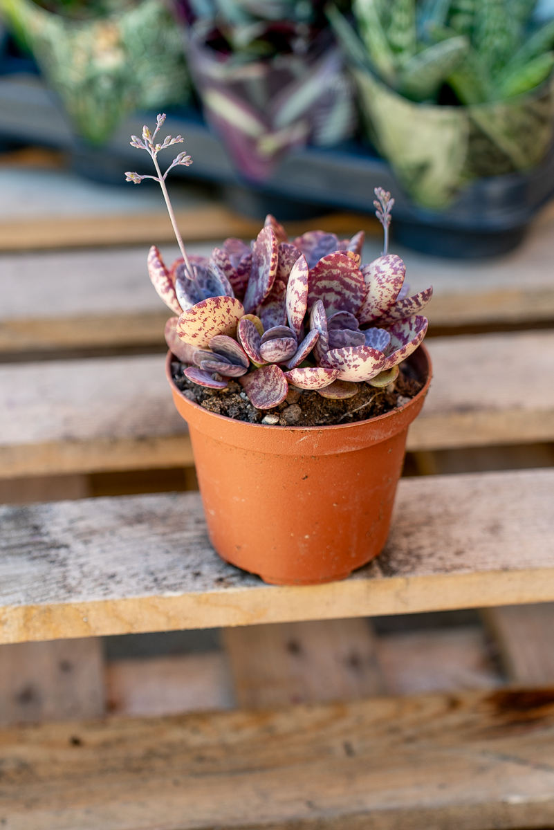 Piante Grasse Vaso 10 cm