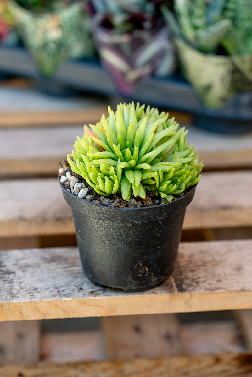 Piante Grasse Vaso 10 cm