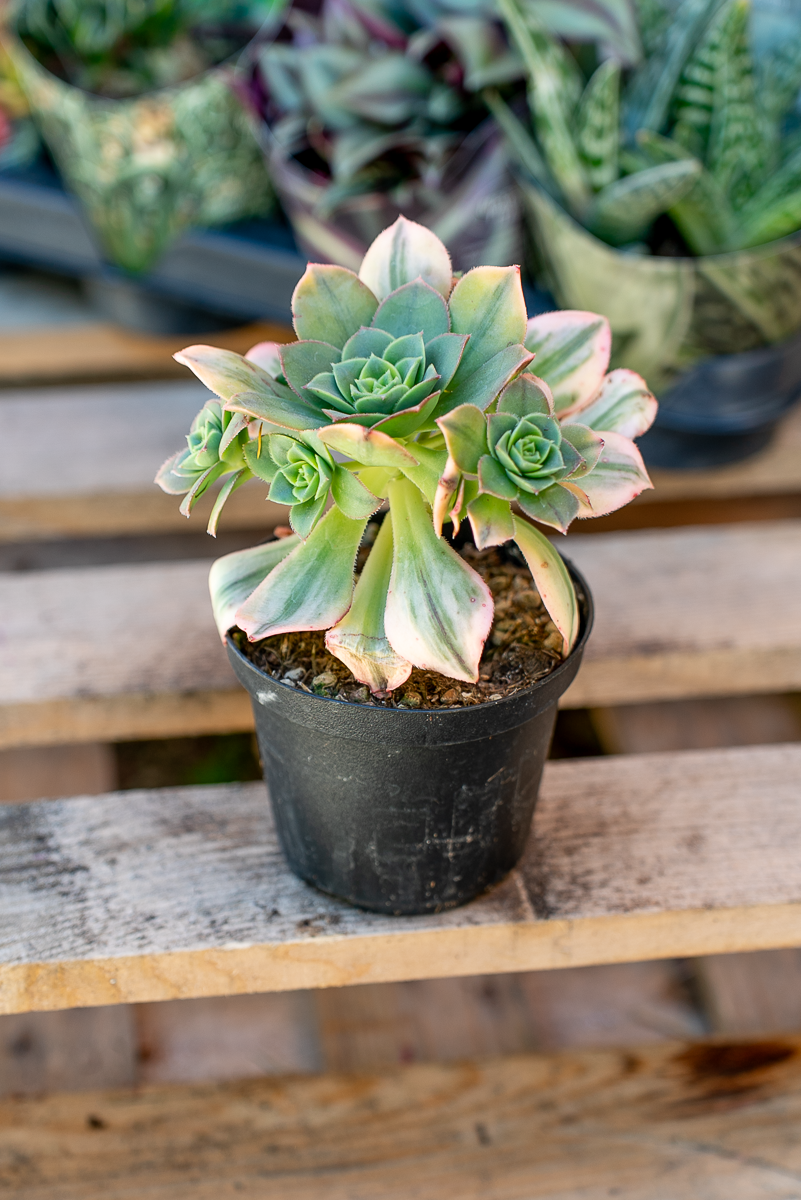 Piante Grasse Vaso 10 cm