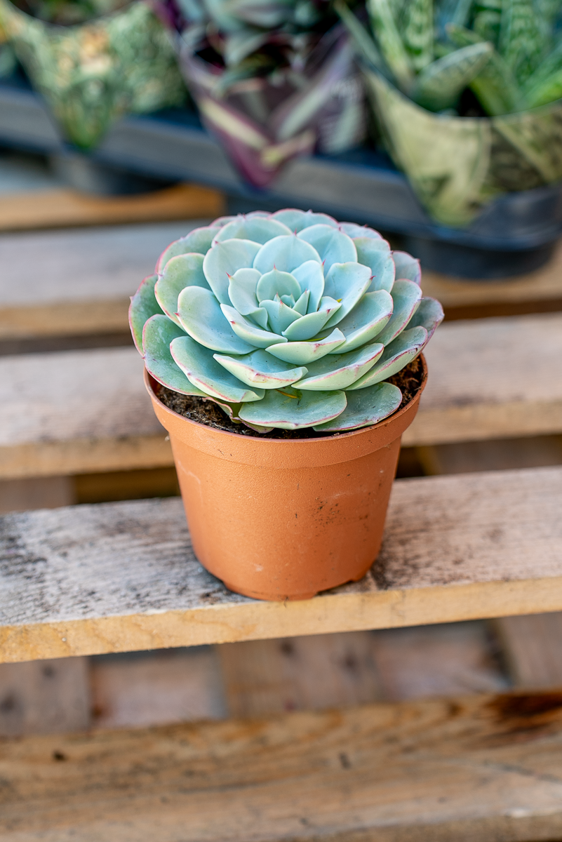 Piante Grasse Vaso 10 cm