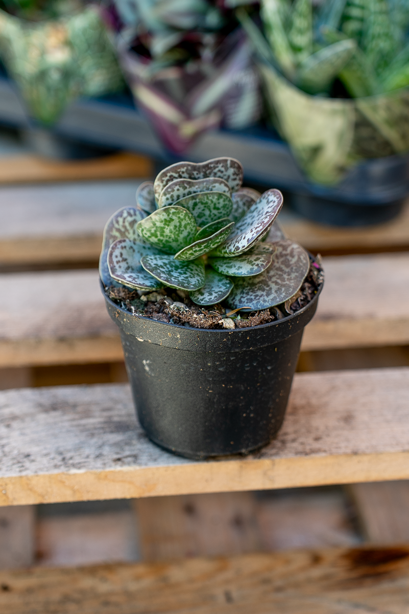 Piante Grasse Vaso 10 cm