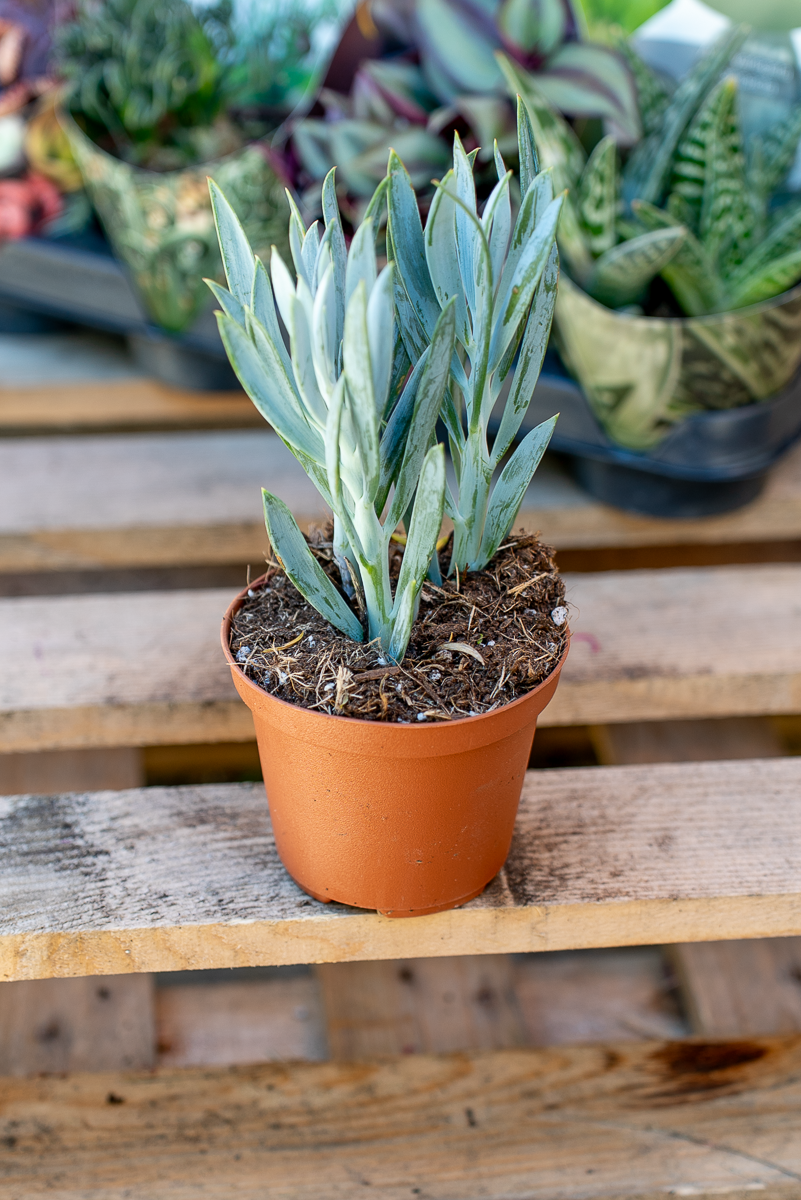 Piante Grasse Vaso 10 cm