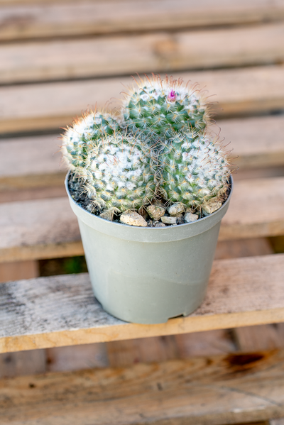 Piante Grasse Vaso 14 cm