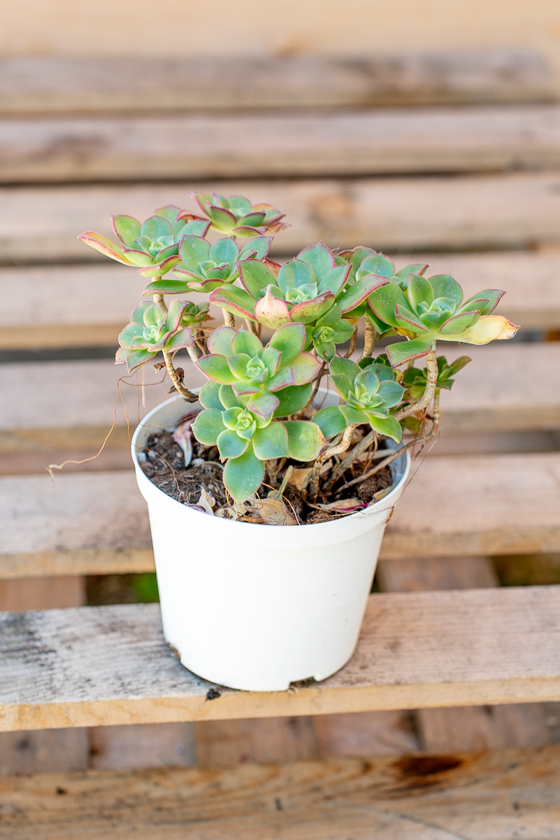 Piante Grasse Vaso 14 cm