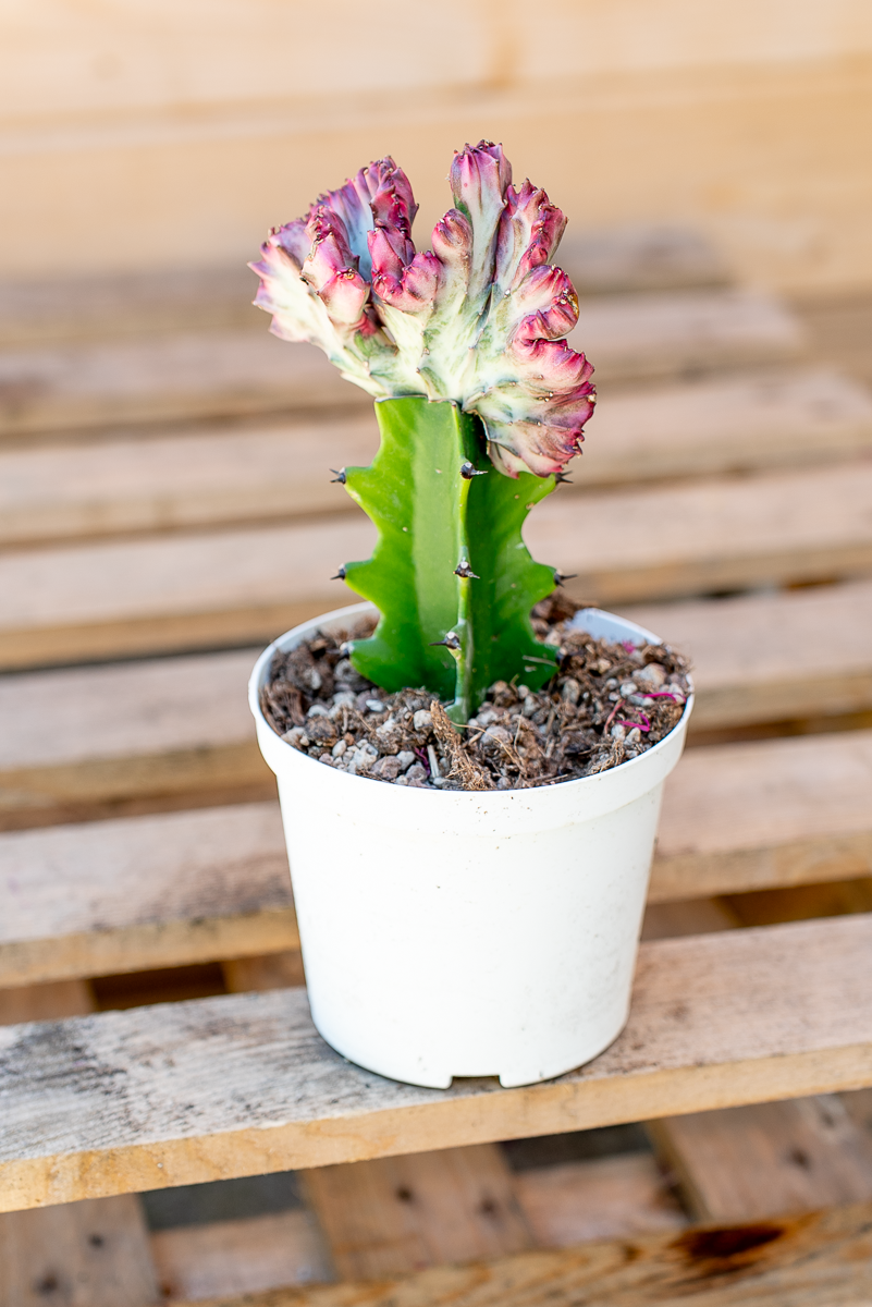 Piante Grasse Vaso 14 cm