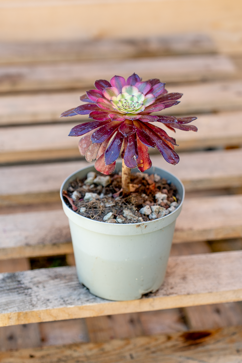 Piante Grasse Vaso 14 cm