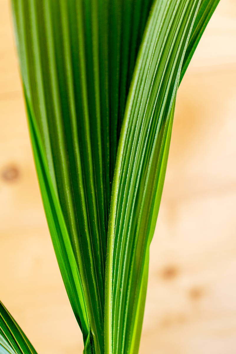 Cocus Nocifera