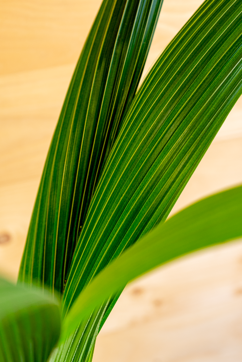 Cocus Nocifera