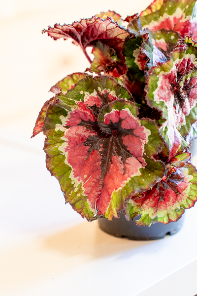 Begonia Rex