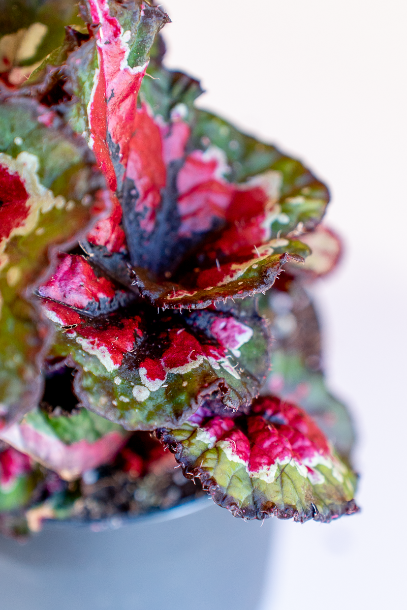 Begonia Rex
