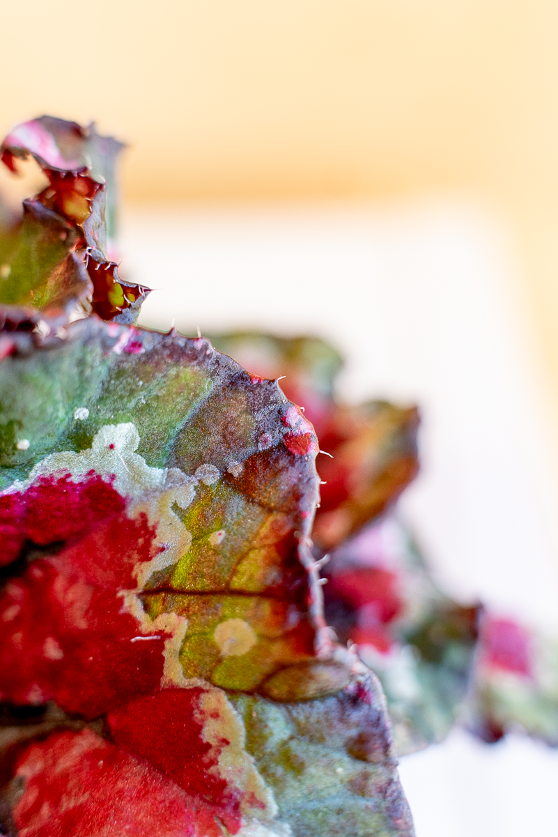Begonia Rex
