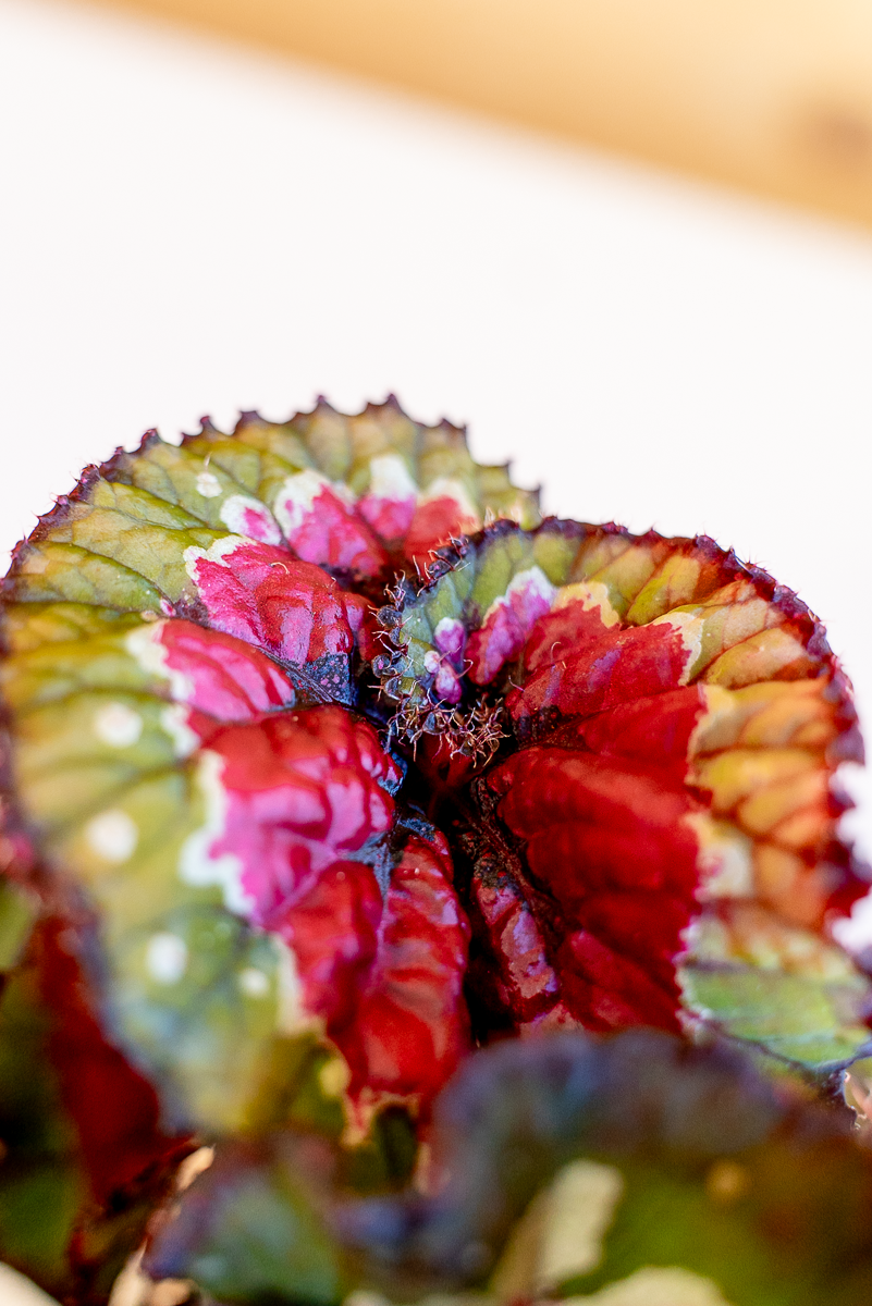 Begonia Rex