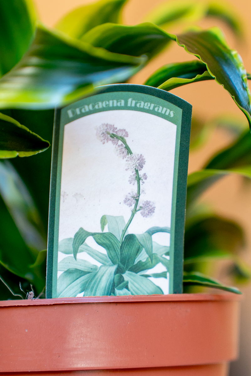 Dracena